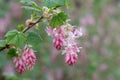 Flowering currant Ribes sanguineum, pending racemes of flowers